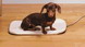 Heated Pad Dog