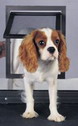 Pet Screen Door