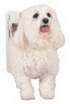 Quick Fit Pet Door White