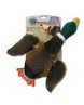 Akc Plush Mallard