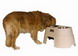 Healthy Pet Diner