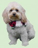 Holiday Bell Collar
