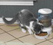 Le Bistro Feeder