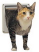 Cat Flap