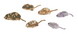 Dr. Noys Field Mouse