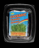 Kitty Cat Family Grass