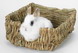 Peters Grass Bed