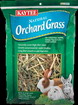 Orchard Grass