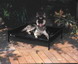Petmate Durabed Frame Bed For X-large Dogs (x-large; 42"l X 34"w X 12"h; Black)