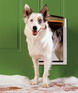 Petsafe Extreme Weather Door - Medium (medium; Opening: 8.13"w X 11.75"h; White)