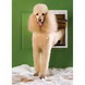 Petsafe Extreme Weather Door - Large (large; Opening: 10.13"w X 15.75"h; White)